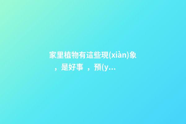 家里植物有這些現(xiàn)象，是好事，預(yù)示你家要發(fā)大財(cái)了！